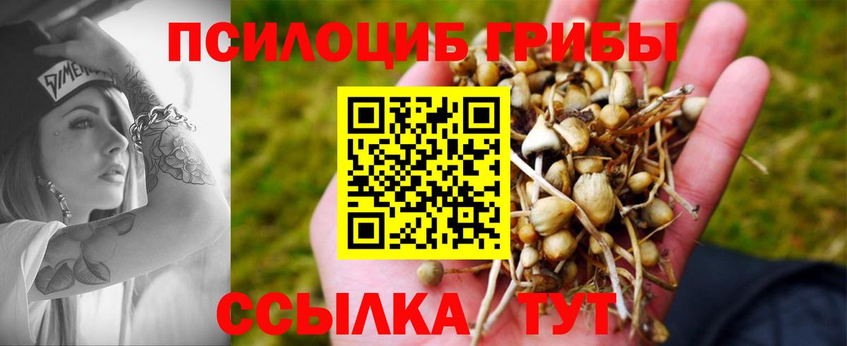 Псилоцибиновые грибы Psilocybine cubensis Карталы